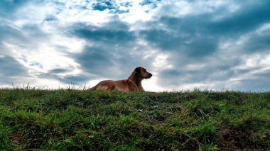 Köpek tarlada dinleniyor. yeşil çimenler ve mavi bulutlu gökyüzü