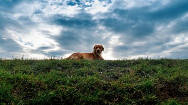 Köpek tarlada dinleniyor. yeşil çimenler ve mavi bulutlu gökyüzü