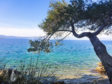 Kumsaldaki ağaç ve mavi gökyüzü