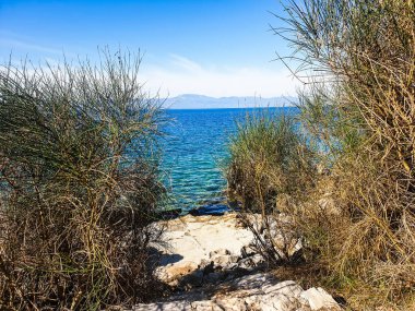 Deniz kıyısındaki yeşil çalılar ve mavi gökyüzü