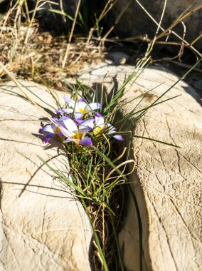 Kayanın üzerinde mor çiçekler