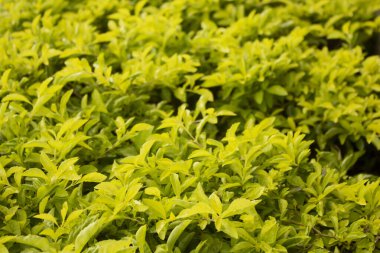 Bahçede büyüyen renkli çimenler