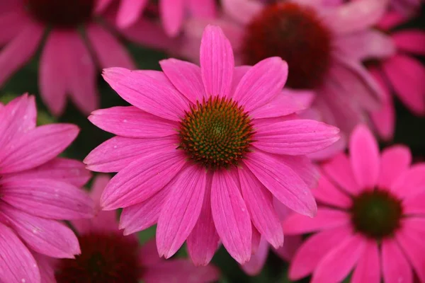 Bahçemde güzel bir çiçek