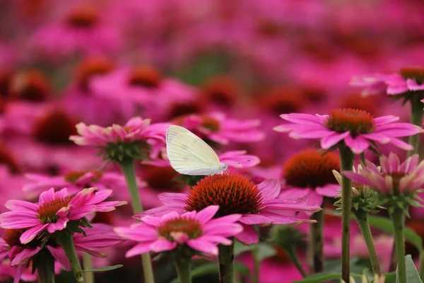 Mooie Vlinder Mooie Bloem — Stockfoto