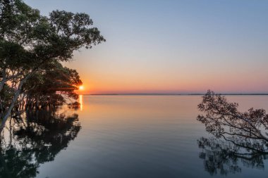 Wynnum, Queensland, Avustralya 'da açık bir günde sabah saatlerinde bir mangrov ormanında güneş durgun suların üzerinde yükseliyor..