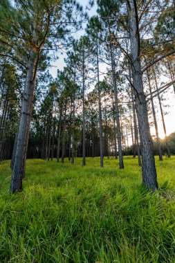 Güneş batarken Glass House Dağları, Queensland, Avustralya 'daki bir çam ormanında parlıyor..