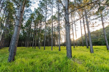 Güneş batarken Glass House Dağları, Queensland, Avustralya 'daki bir çam ormanında parlıyor..
