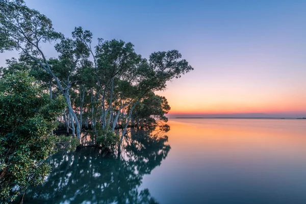 Sol Nascendo Sobre Águas Tranquilas Uma Floresta Manguezais Durante Manhã — Fotografia de Stock
