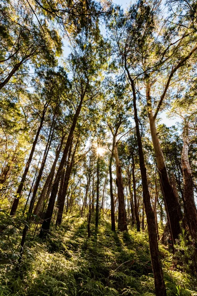 Sol Brilha Através Floresta Espessa Ilumina Árvores Folhas Com Brilho — Fotografia de Stock