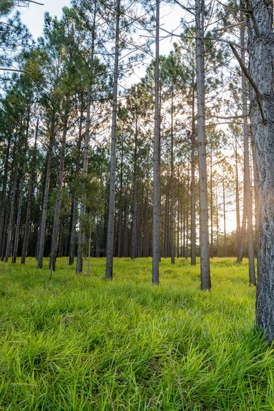 Sol Pone Mientras Brilla Través Bosque Pinos Las Montañas Glass —  Fotos de Stock