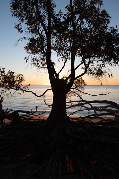 Une Silhouette Arbre Sur Une Plage Est Projetée Par Coucher — Photo