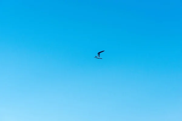 Tärna Flyger Genom Himlen Och Ser Nästan Genomskinlig Denna Klara — Stockfoto