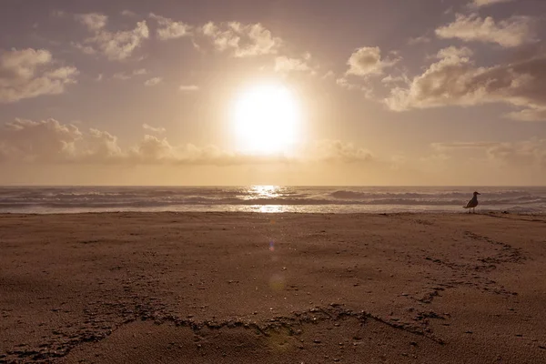 一只海鸥的轮廓在平台海滩的沙滩上漫步 此时太阳正盛开 把自己周围的云朵都推开了 — 图库照片