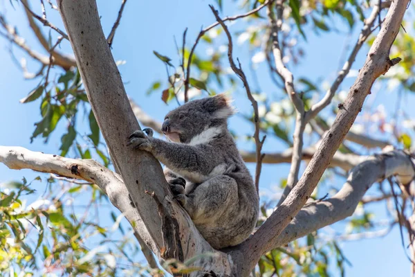 A grey koala sits on a tree brach while holding onto a tree trunk in Victoria, Australia