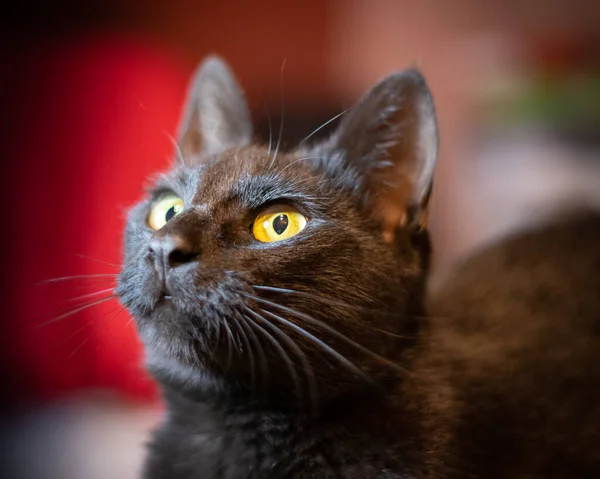 Kara kedi portre