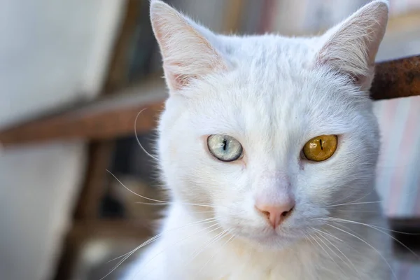 Hetrokromya ile kedi