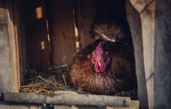 Gallina Seduto Sulle Uova Casa Gallina Legno Gallina Riproduzione Libera — Foto Stock