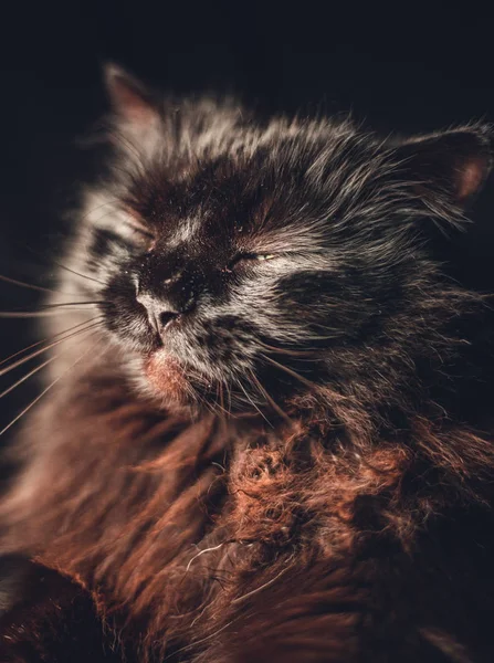 Φωτίζεται Μαύρη Γάτα Chantilly Tiffany Ποζάρει Στον Φακό Υπνηλία Βλέμμα — Φωτογραφία Αρχείου