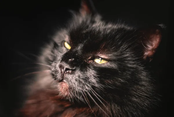 Işıklı siyah kedi (Chantilly Tiffany) uykulu bakışla kamera için poz. Koyu portre Tomcat güzel kahverengi saçlı. Kedi dinleniyor.