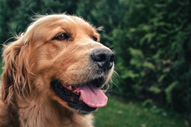 Bahçe (sağ tarafta kompozisyon) kamera için poz dişi golden retriever portresi kapatın. Golden retriever köpek gülümsüyor ve parkta oturan.