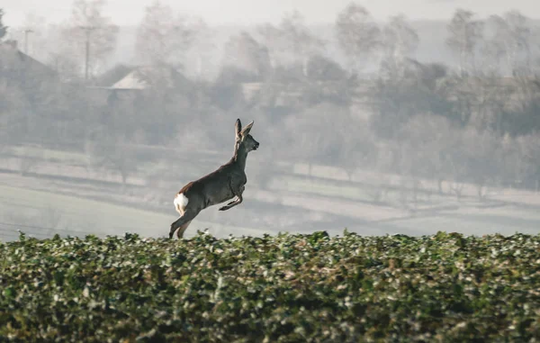 Roe deer running and jumping in the misty field with village and trees on background on sunset. Alarmed Doe fast sprints through the meadow and running away. Female roe Deer in forest.