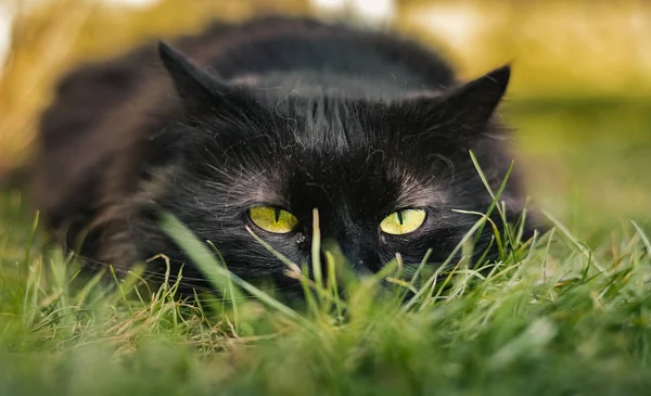 Close up retrato de tomcat (Chantilly Tiffany) deitado na grama e olhando para a câmera no pôr do sol. Gato preto escuro com grandes olhos verdes descansando no jardim e posando para a câmera no dia ensolarado . — Fotografia de Stock