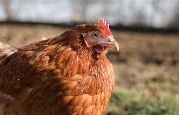 Primer plano retrato (fondo borroso) de gallina marrón en el jardín en el día soleado. Hermosa gallina con ojos bonitos mirando y posando a la cámara en el corral. Pollo descansando en el prado al atardecer . —  Fotos de Stock