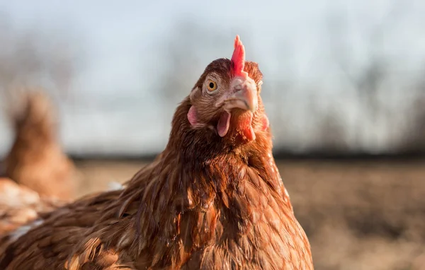 Primer plano retrato (fondo borroso) de gallina marrón en el jardín en el día soleado. Hermosa gallina con ojos bonitos mirando y posando a la cámara en el corral. Pollo descansando en el prado al atardecer . —  Fotos de Stock