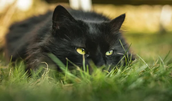 Close up retrato de tomcat (Chantilly Tiffany) deitado na grama e olhando para a câmera no pôr do sol. Gato preto escuro com grandes olhos verdes descansando no jardim e posando para a câmera no dia ensolarado . — Fotografia de Stock