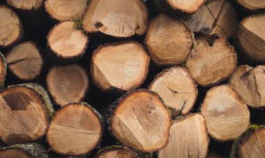 Orman içinde ahşap günlükleri güneşli günde yığılmış. Yığın arka plan üzerinde yol ile ahşap (meşe, kayın, çam). Birçok ham ağaç gövdeleri bahar çamur ön planda ile kesme sonra fotoğrafı.