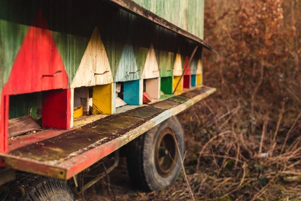 Afbeelding - mooie gekleurde houten bijenkorven op wielen op weide naast het bos op de zonsondergang. Kleurrijke bewegende Bijenkorf (bijenteelt). — Stockfoto
