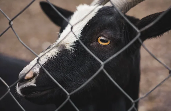 フェンスを見て、カメラにポーズをとって角を持つ黒の大人のヤギ。イメージ-農場で美しい目を持つ囚人ヤギ (国産)。興味と幸せヤギ. — ストック写真
