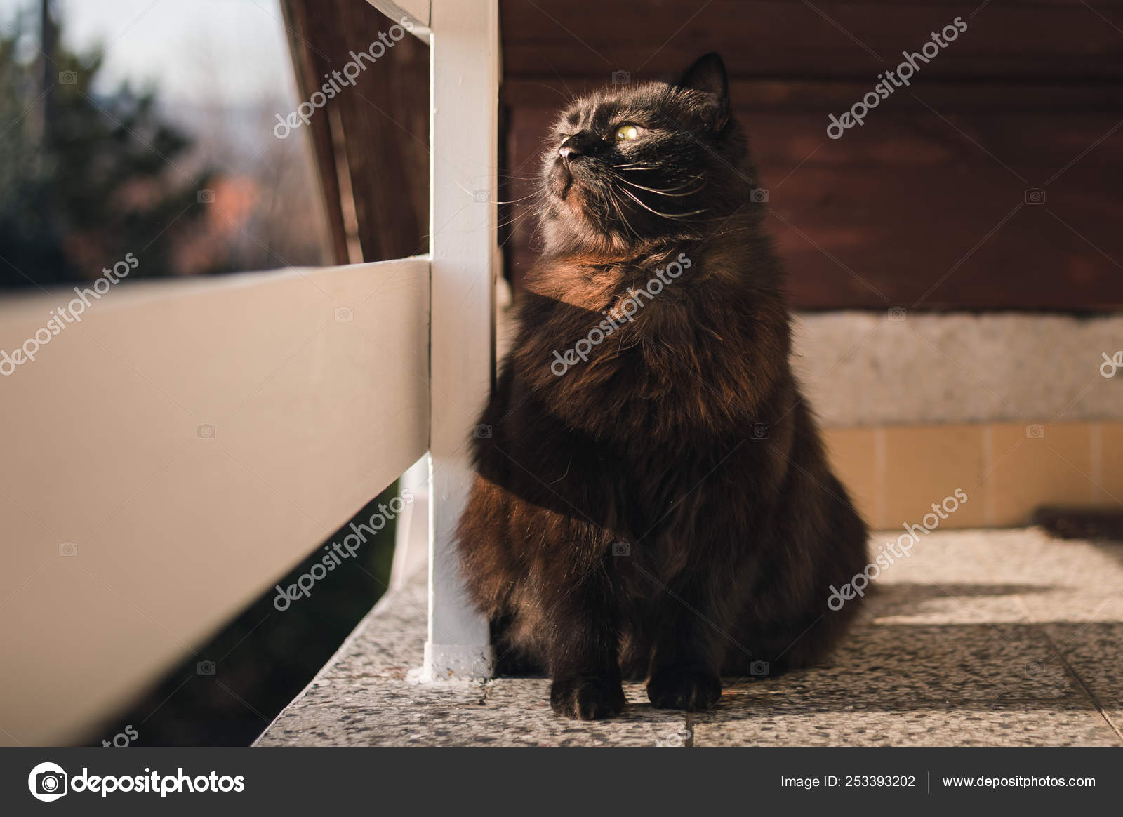 Black Chantilly Tiffany Cat Balcony High Altitude Looking Posing Camera Stock Photo Image By C Benophotography Black Chantilly Tiffany Cat Balcony High Altitude Looking Posing Camera Stock Photo Image By C Benophotography