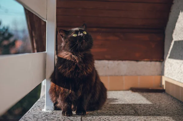 Yüksek irtifada balkonda siyah Chantilly Tiffany kedi aşağı bakıyor ve gün batımı üzerinde kamera poz. Büyük ve sarı gözlü koyu kedi oturma, güneşlenme ve bahar mevsiminde balkonda rahatlatıcı.