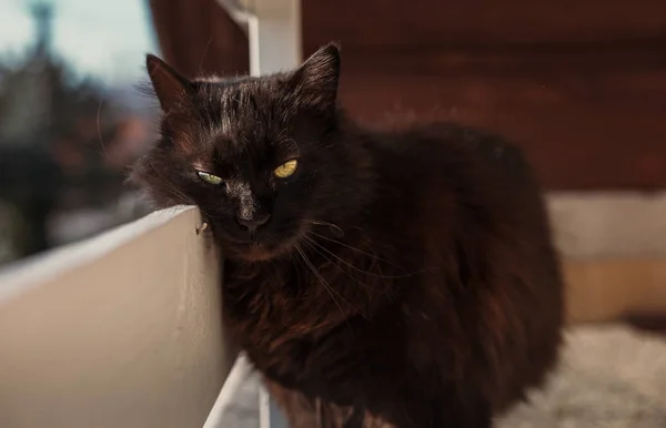 Yüksek irtifada balkonda siyah Chantilly Tiffany kedi aşağı bakıyor ve gün batımı üzerinde kamera poz. Büyük ve sarı gözlü koyu kedi oturma, güneşlenme ve bahar mevsiminde balkonda rahatlatıcı.