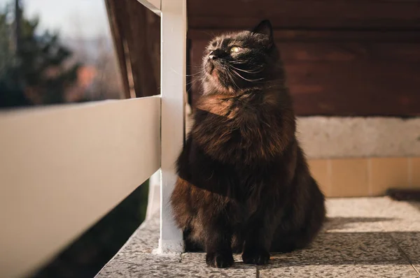 Yüksek irtifada balkonda siyah Chantilly Tiffany kedi aşağı bakıyor ve gün batımı üzerinde kamera poz. Büyük ve sarı gözlü koyu kedi oturma, güneşlenme ve bahar mevsiminde balkonda rahatlatıcı.