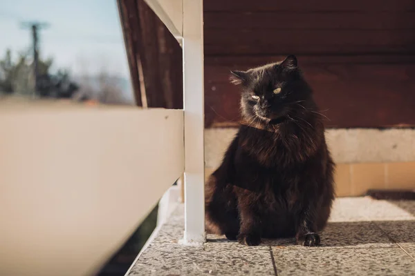 Yüksek irtifada balkonda siyah Chantilly Tiffany kedi aşağı bakıyor ve gün batımı üzerinde kamera poz. Büyük ve sarı gözlü koyu kedi oturma, güneşlenme ve bahar mevsiminde balkonda rahatlatıcı.
