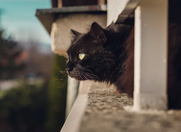 Gato Negro Chantilly Tiffany Balcón Gran Altura Mirando Hacia Abajo — Foto de Stock