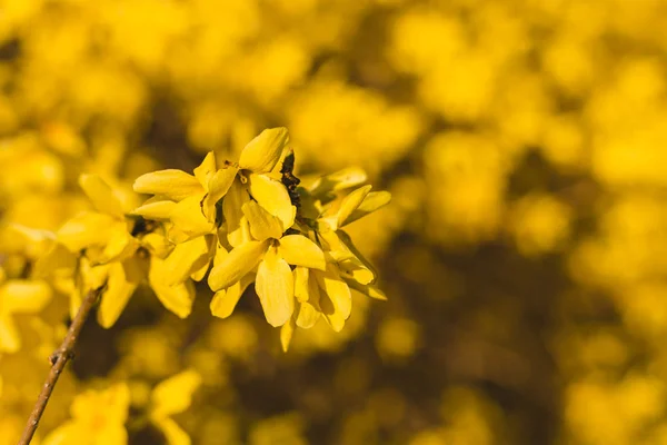 Hermosa foto amarillenta de cerca del árbol de lluvia de oro (Koelreuteria paniculata) al atardecer. Árbol de lluvia de oro floreciendo en la primavera . —  Fotos de Stock