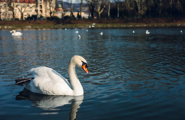 Bild-svanar på floden med reflektion i vatten och hotell på bakgrund i Piestany stad. Upplyst Swan poserar på kristall blå flod (sjö) med andra svanar på bakgrunden (foto på solnedgången). — Stockfoto