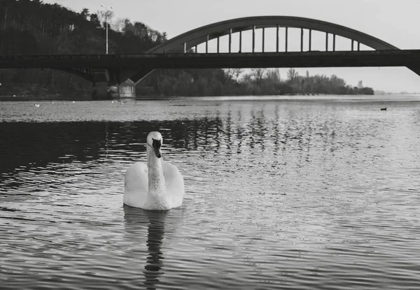 Preto e branco - Cisne no rio com reflexão em água azul cristalina e ponte no fundo. Cisne iluminado posando no rio (lago) ao pôr-do-sol. Cisne no rio na cidade de Piestany (Eslováquia ) — Fotografia de Stock