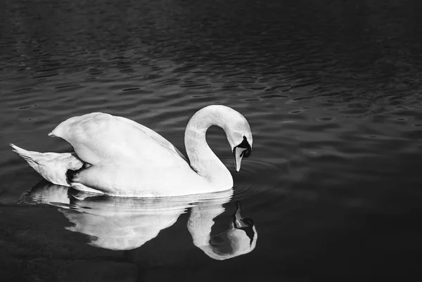 Close up portrait of Swan on the river looking on herself in water reflection on sunset. Illuminated and beautiful Swan posing on dark and crystal river (lake). Black and white photo of swan in park. — Stock Photo, Image