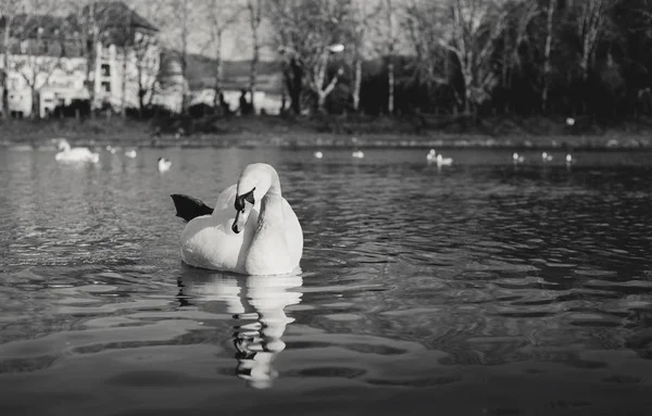 Black and white - Swans on the river with reflection in water and hotel on background in Piešťany city. Illuminated Swan posing on crystal blue river (lake) with group of swans on sunset. — Stock Photo, Image