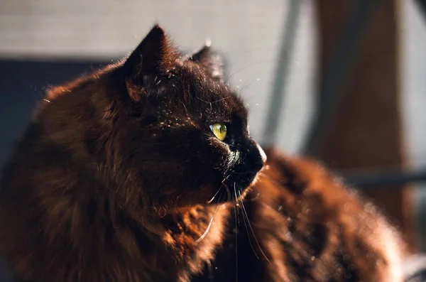 Siyah Chantilly Tiffany kedi görünümlü ve gün batımı üzerinde kamera poz. Büyük ve sarı gözler ile aydınlatılmış koyu kedi kedilerin düşünceli ve dikkatle bakıyor. Parlak ve kahverengi Tomcat portresi.