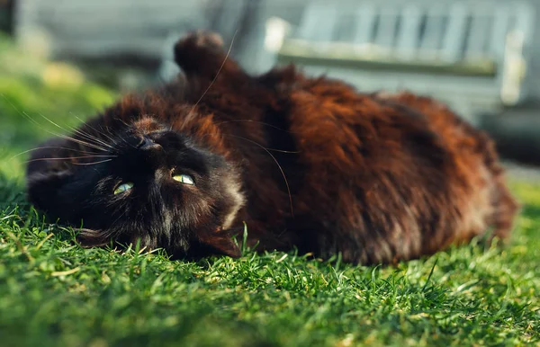 Primer plano retrato de tomcat (Chantilly Tiffany) acostado sobre su espalda y la hierba y mirando a la cámara en el día soleado. Gato negro oscuro con ojos verdes jugando en el jardín y posando ante la cámara . — Foto de Stock