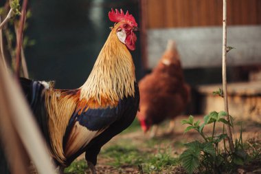 Çiftlikte beslenen bir grup evcil tavukla altın anka kuşu portresi. Bahçedeki yeşil çimlerin üzerinde duran güzel aletli tavuklar. Renkli fotoğraf. Renkli horoz dikkat ediyor.