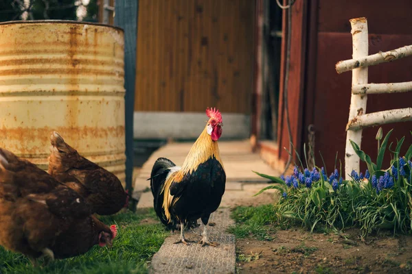 Retrato de gallo fénix dorado con grupo de gallinas domésticas alimentándose en la granja. Pollos con hermosa polla de pie sobre la hierba verde en el jardín - foto tonificada. Colorido polla prestando atención. —  Fotos de Stock