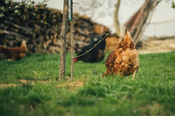 Gruppo di galline che si nutrono nell'erba verde al tramonto in fattoria. Raggio libero — Foto Stock