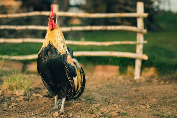 Retrato de Phoenix Cock dorado en la granja. Hermosa polla de pie sobre la hierba verde y el suelo en el jardín - foto tonificada. Colorido polla prestando atención y posando a la cámara . —  Fotos de Stock