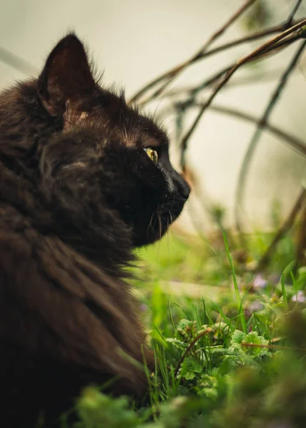 Close-up en afgezwakt portret van Tomcat (Chantilly Tiffany) het leggen en nuzzling (ruikende) het gras-op zonsondergang. Donkere zwarte kat met grote groene ogen rusten in de tuin en poseren voor de camera op zonnige dag. — Stockfoto